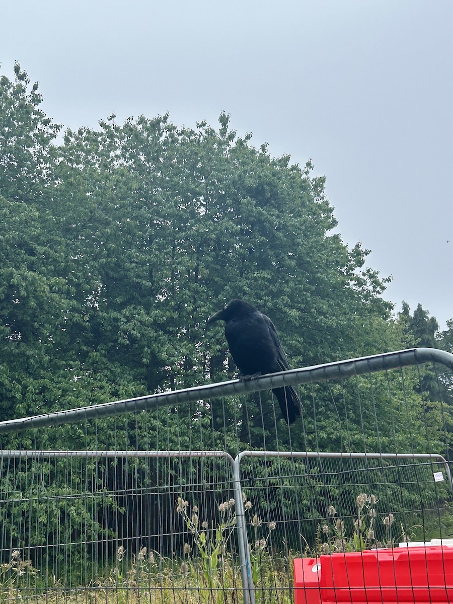 krkavec velký - ML639246895