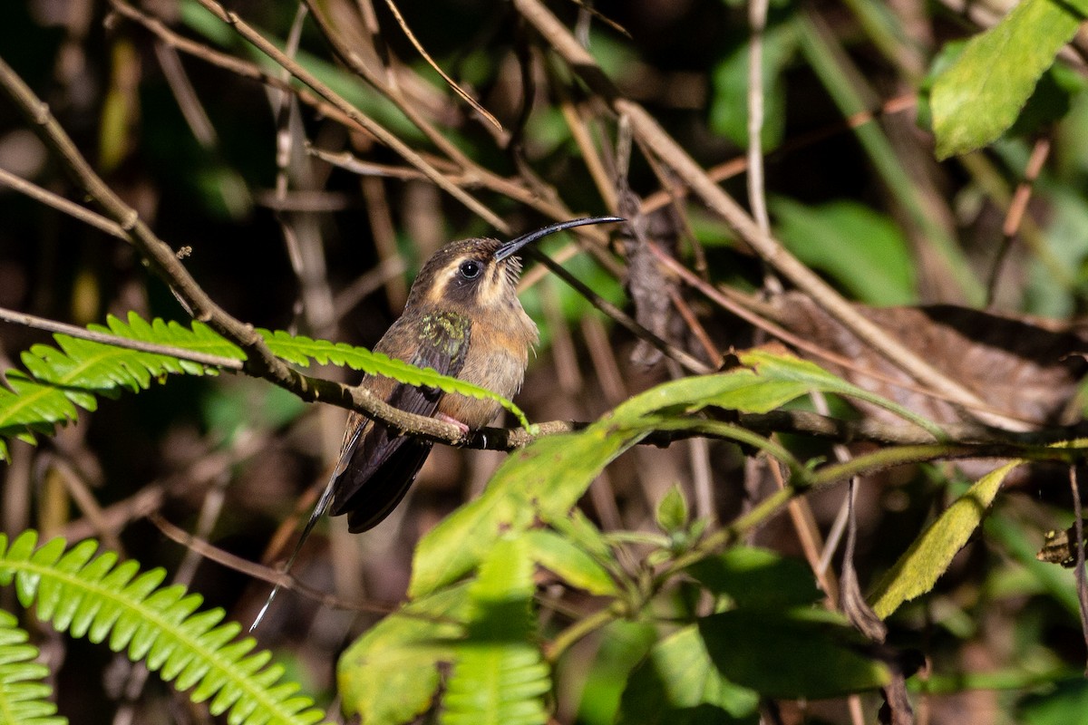 Dusky-throated Hermit - ML639246904