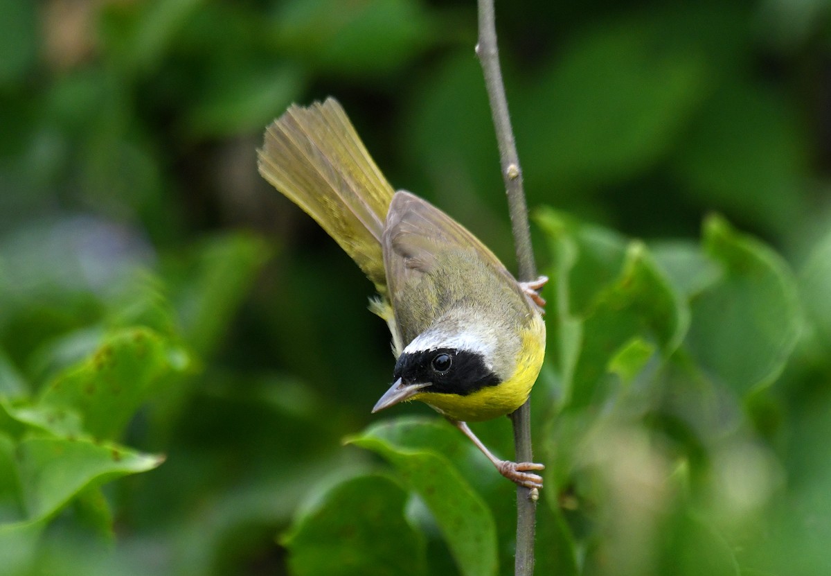 Common Yellowthroat - ML639246906