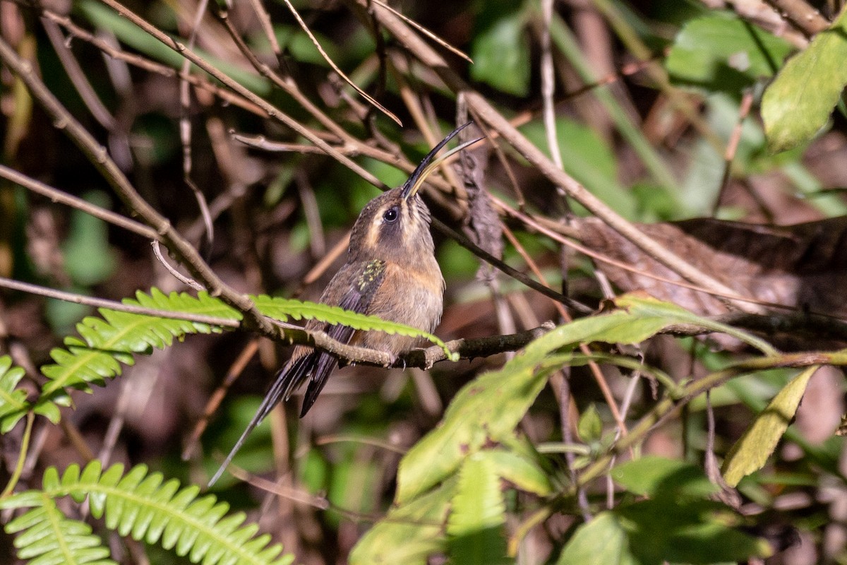 Dusky-throated Hermit - ML639246916