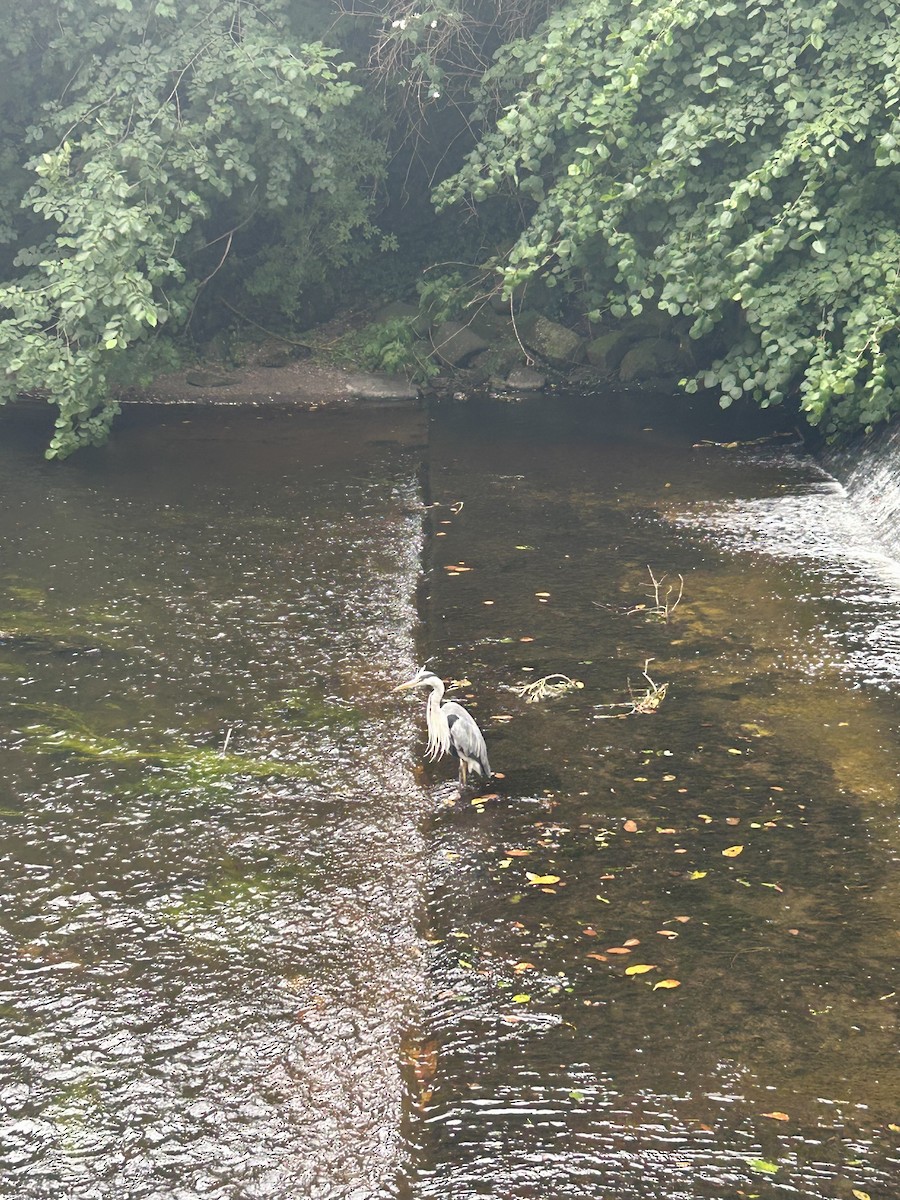 volavka popelavá - ML639246940