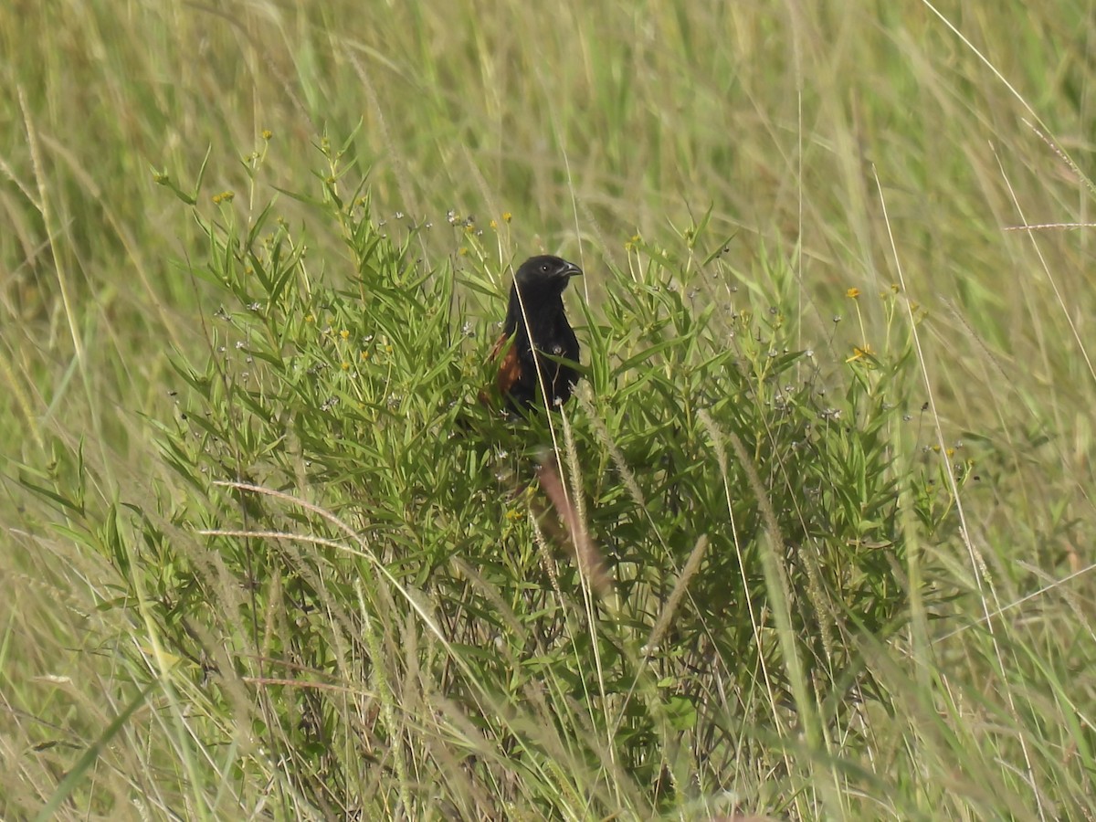 Black Coucal - ML639246942