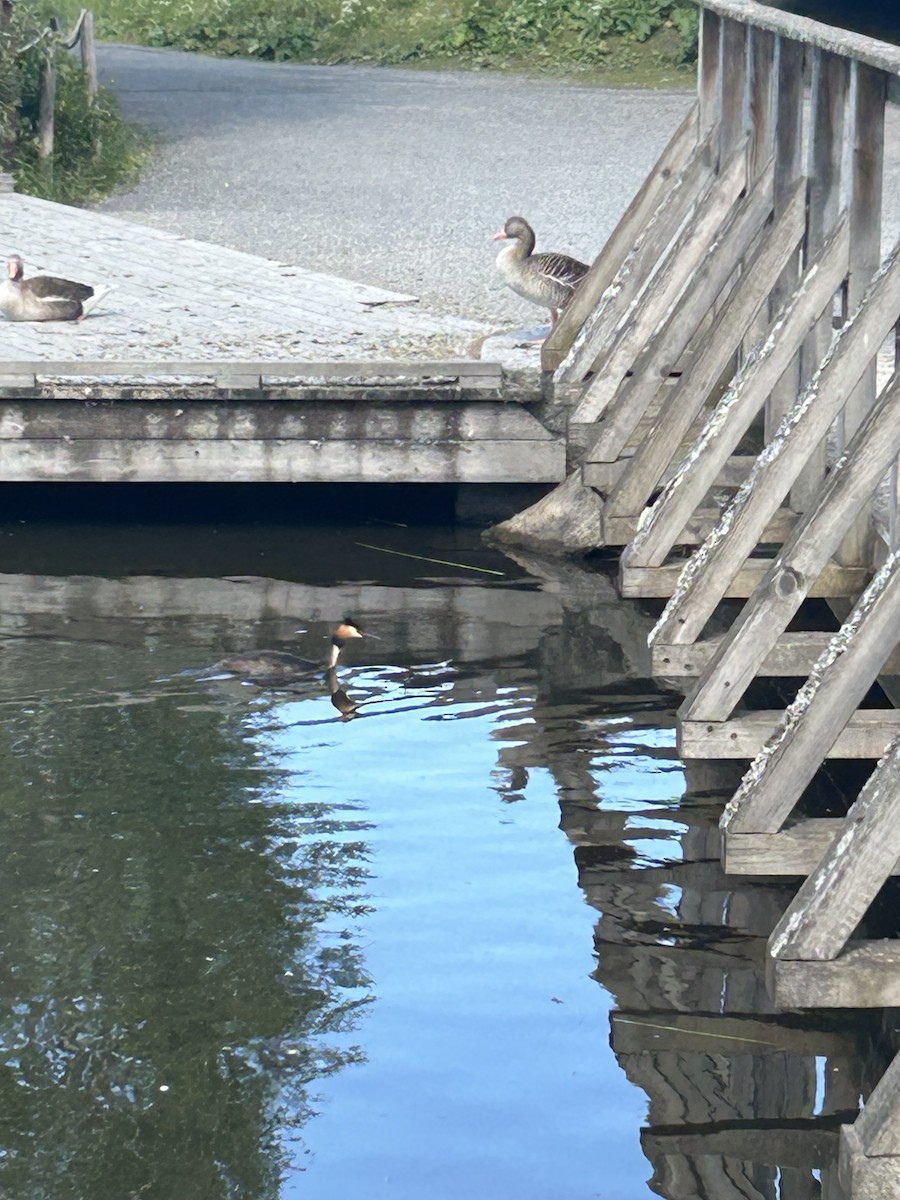 potápka roháč - ML639246953