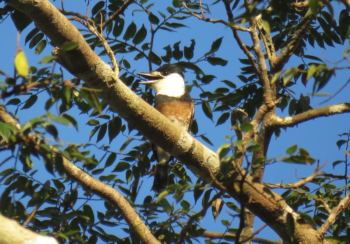 Brown-banded Puffbird - ML639246974