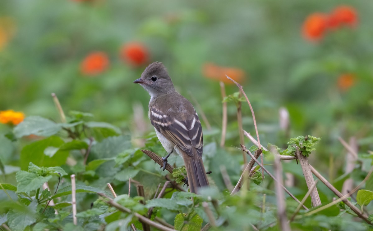 Yellow-bellied Elaenia - ML639246980