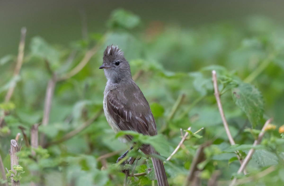 Yellow-bellied Elaenia - ML639246981