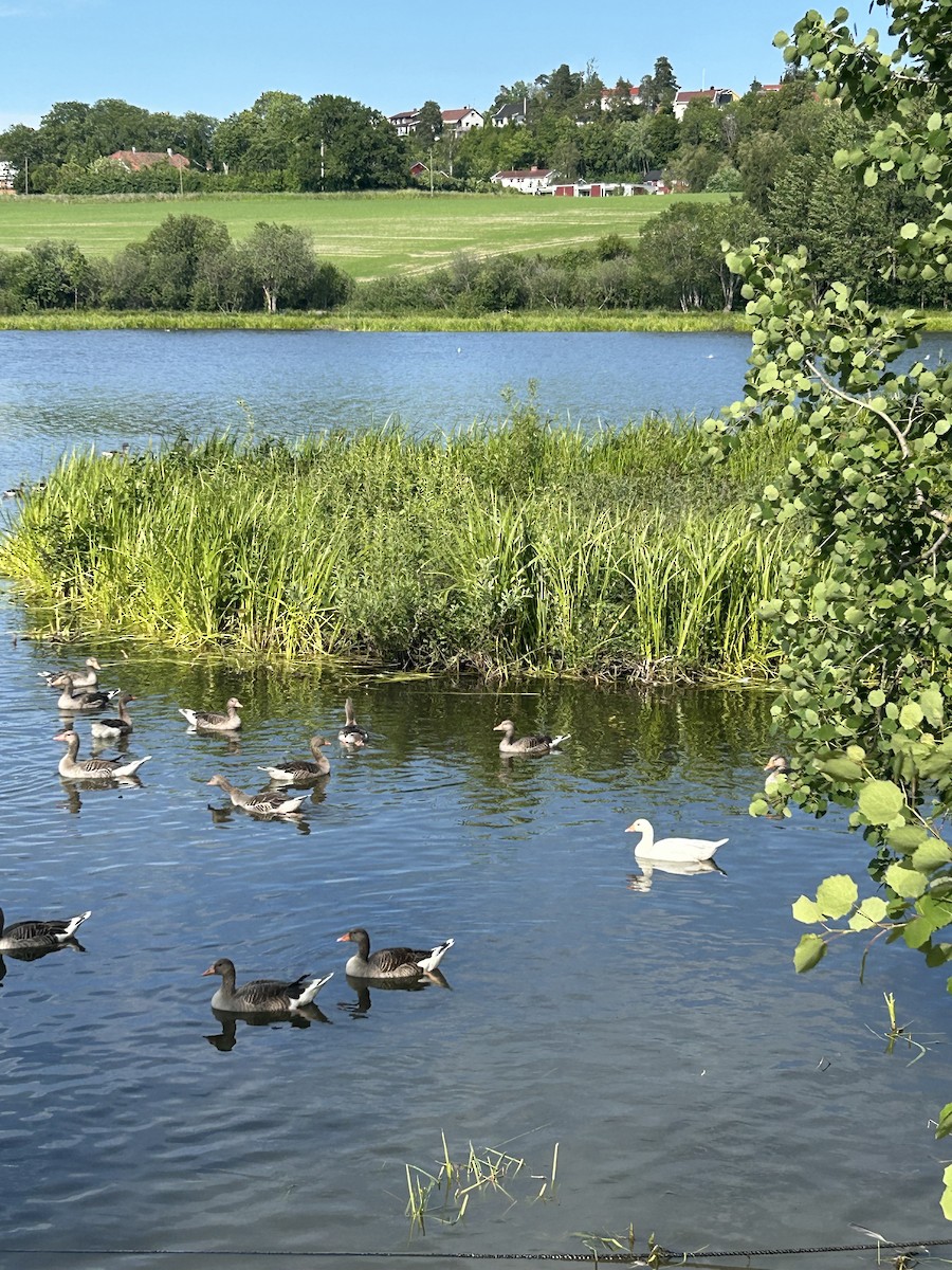 husa velká - ML639247003