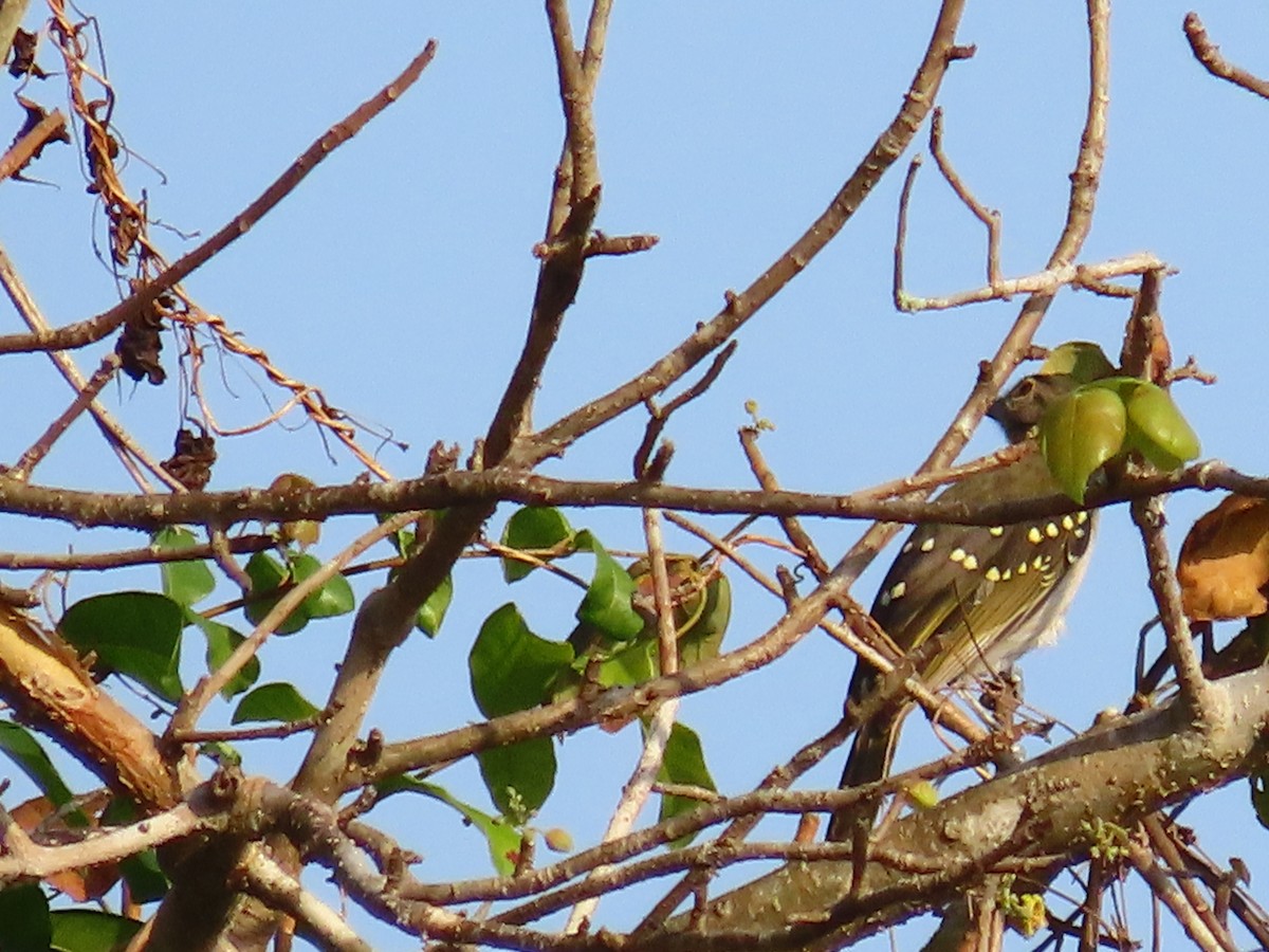 Eastern Nicator - ML639247010