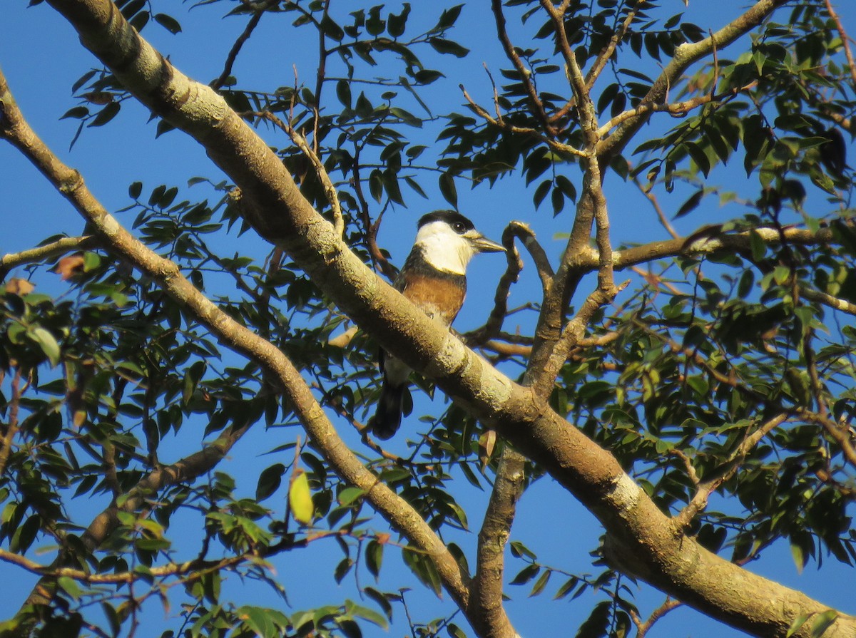 Brown-banded Puffbird - ML639247029