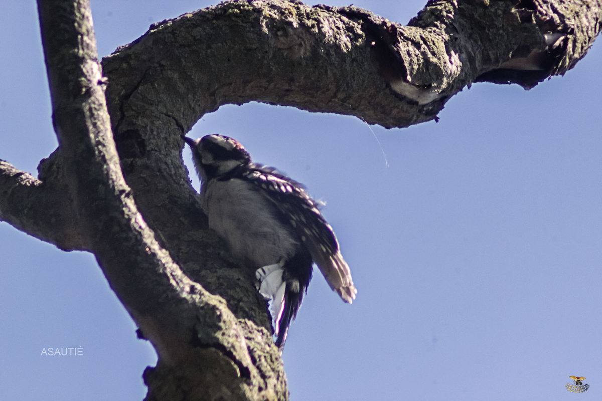 Downy Woodpecker - ML639247153