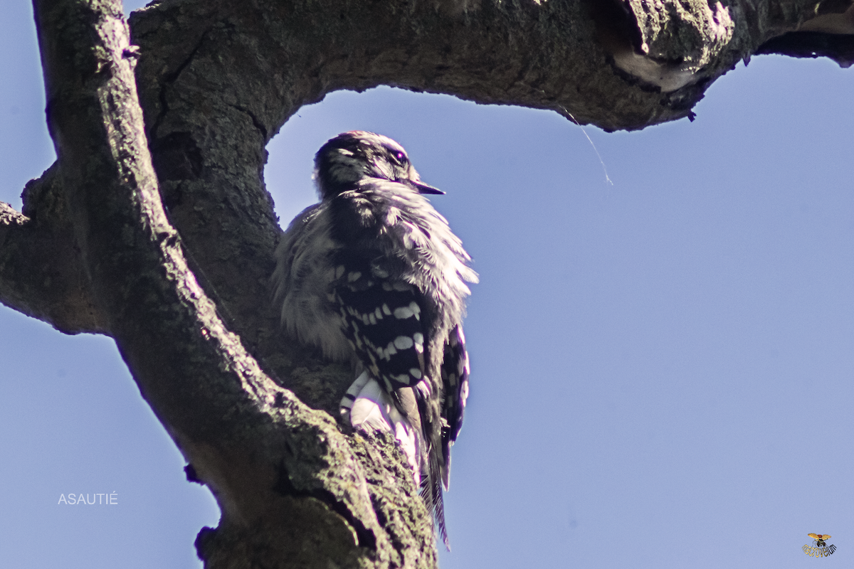 Downy Woodpecker - ML639247154
