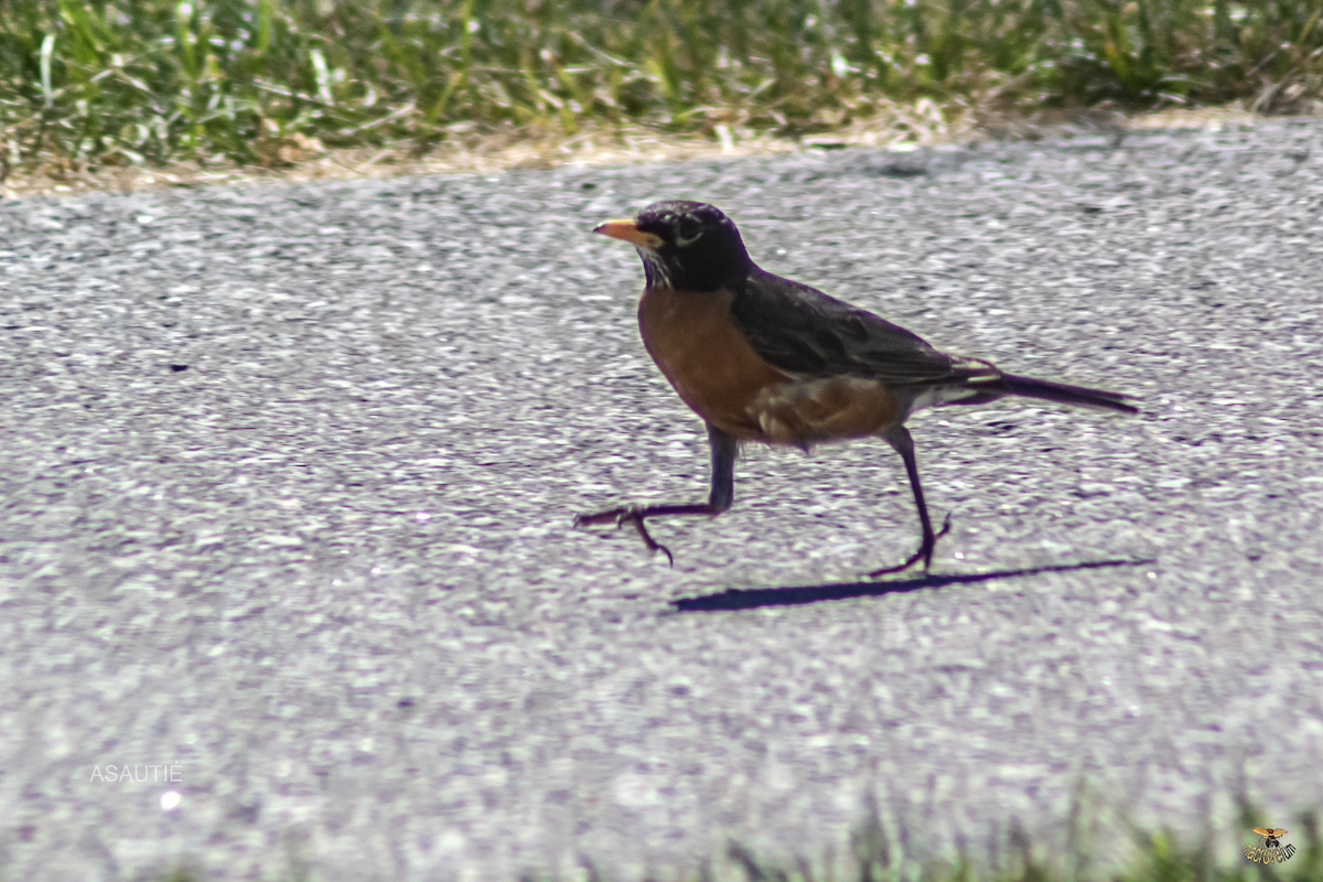 American Robin - ML639247166