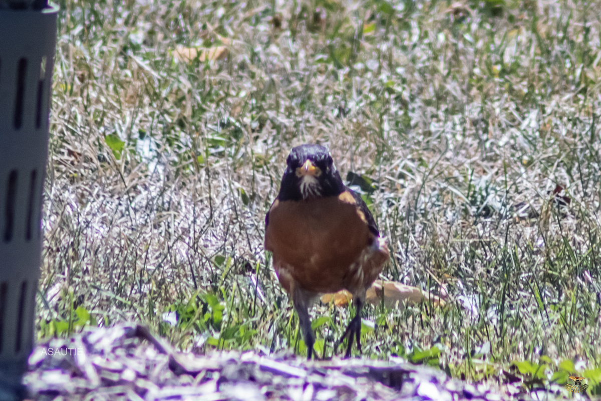American Robin - ML639247167