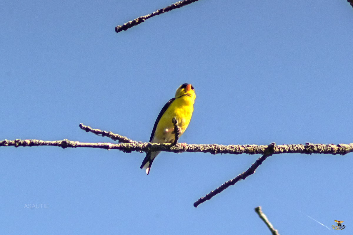 American Goldfinch - ML639247174