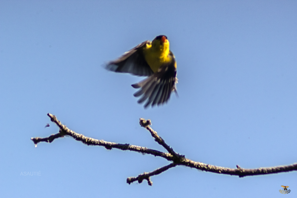 American Goldfinch - ML639247175