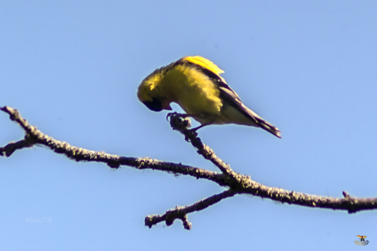 American Goldfinch - ML639247176