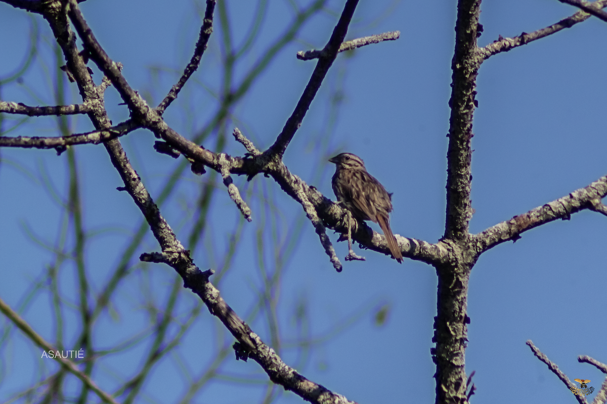 Song Sparrow - ML639247183