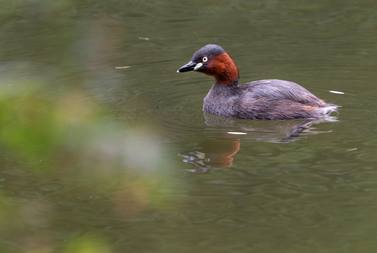 Little Grebe - ML639247185