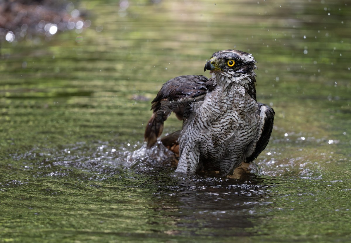 Eurasian Goshawk - ML639247194