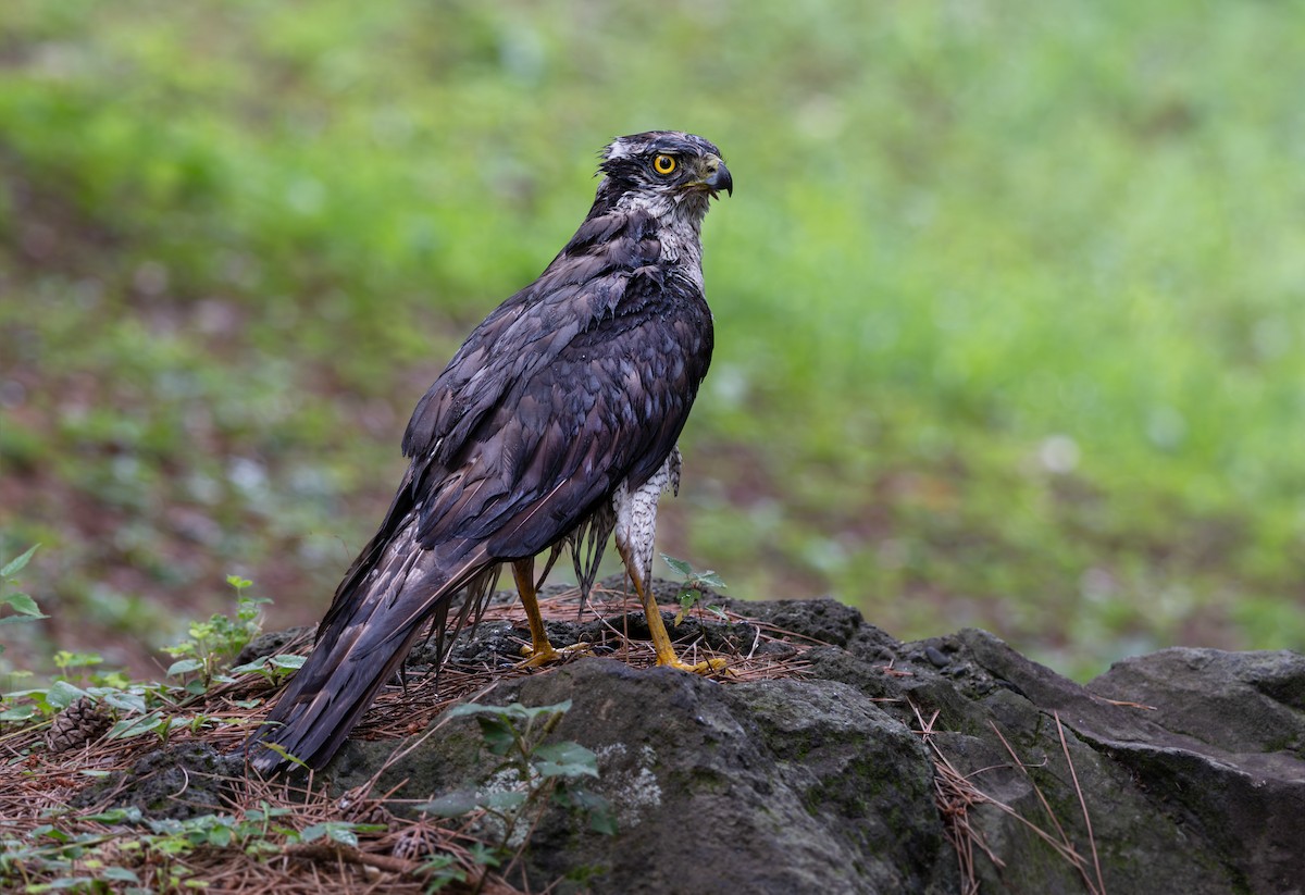 Eurasian Goshawk - ML639247195