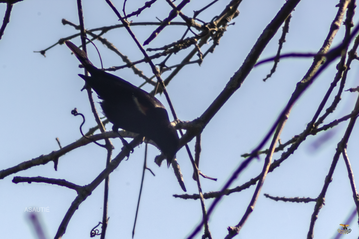 Red-winged Blackbird - ML639247197