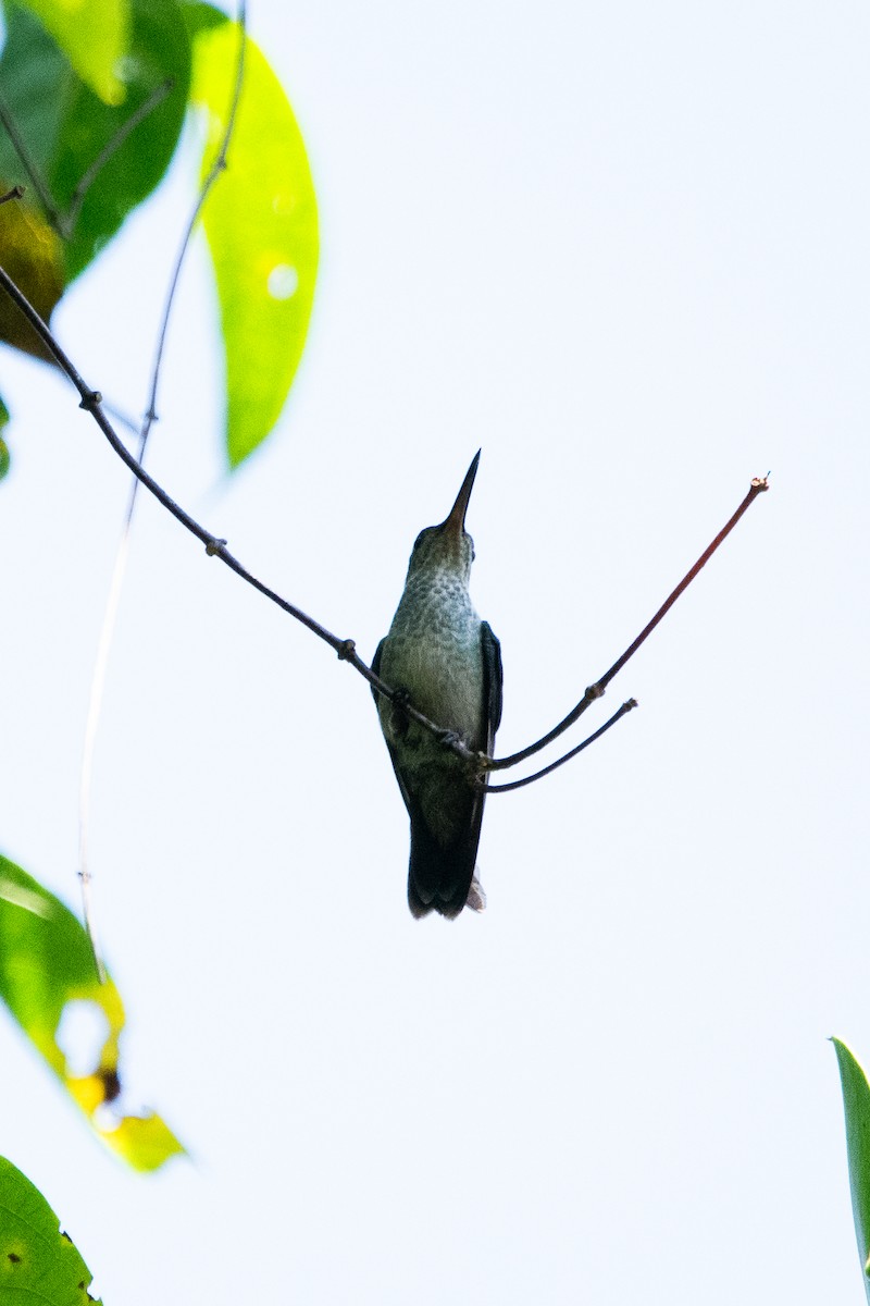 Ruby-topaz Hummingbird - ML639247205