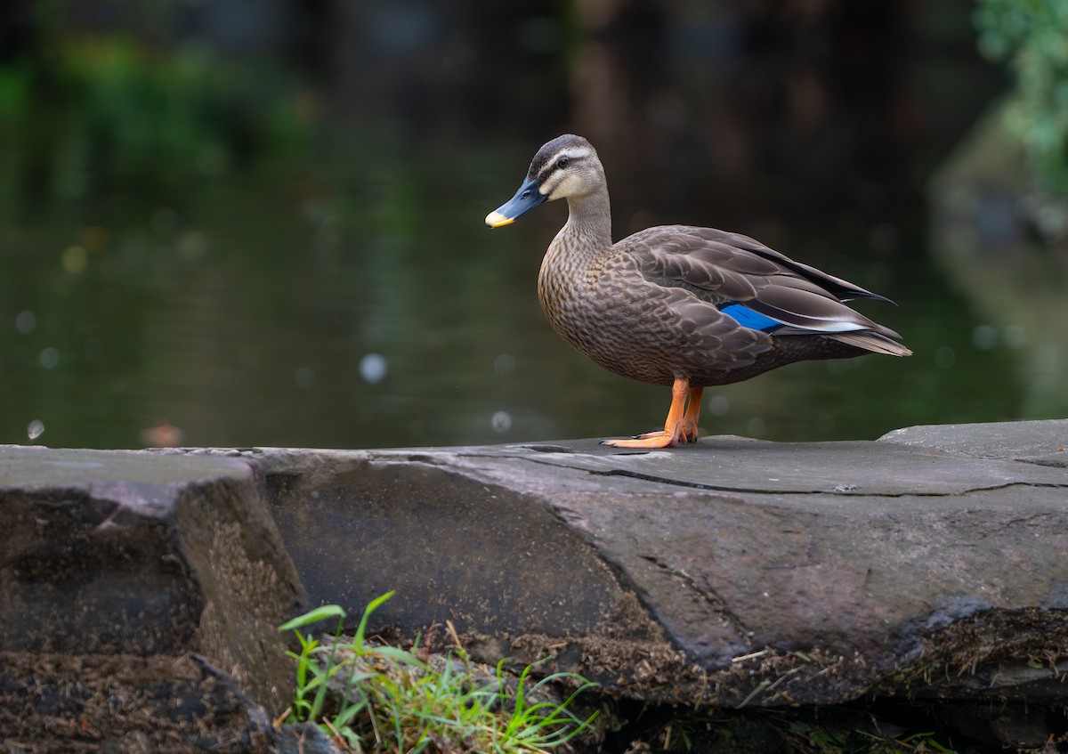 Eastern Spot-billed Duck - ML639247206