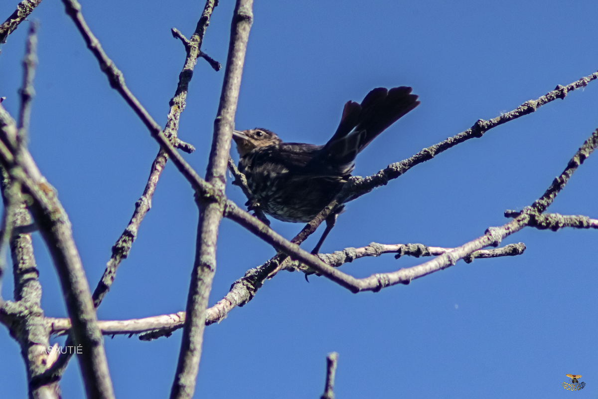 Brown-headed Cowbird - ML639247208