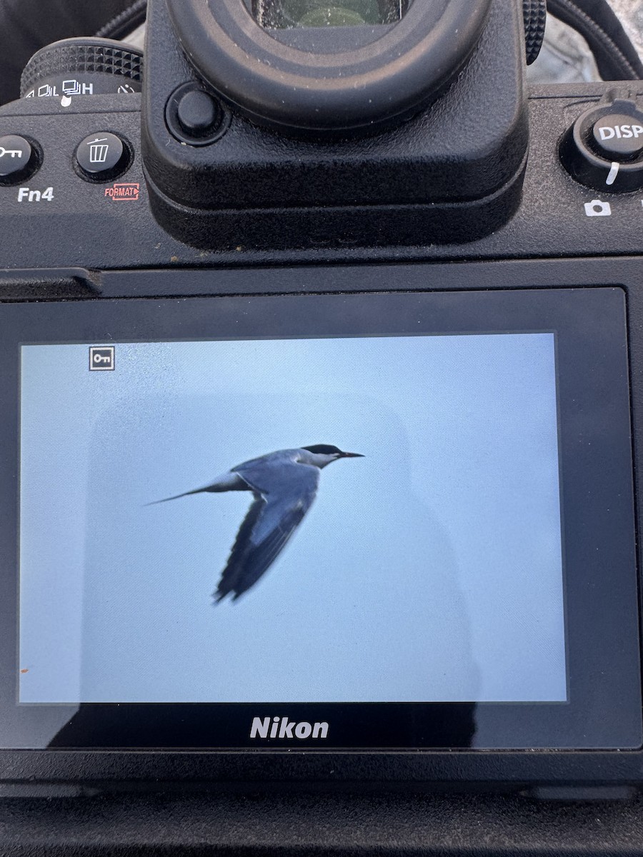 Common Tern - ML639247210