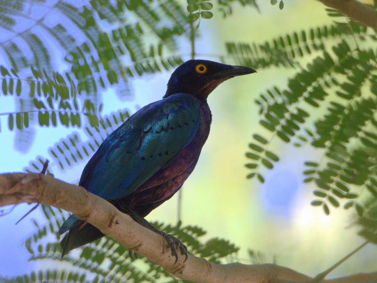 Purple Starling - ML639247219