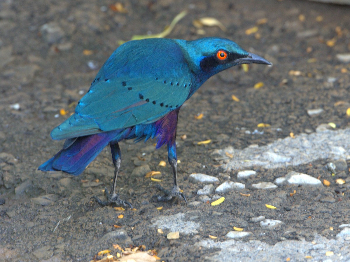 Purple Starling - ML639247228