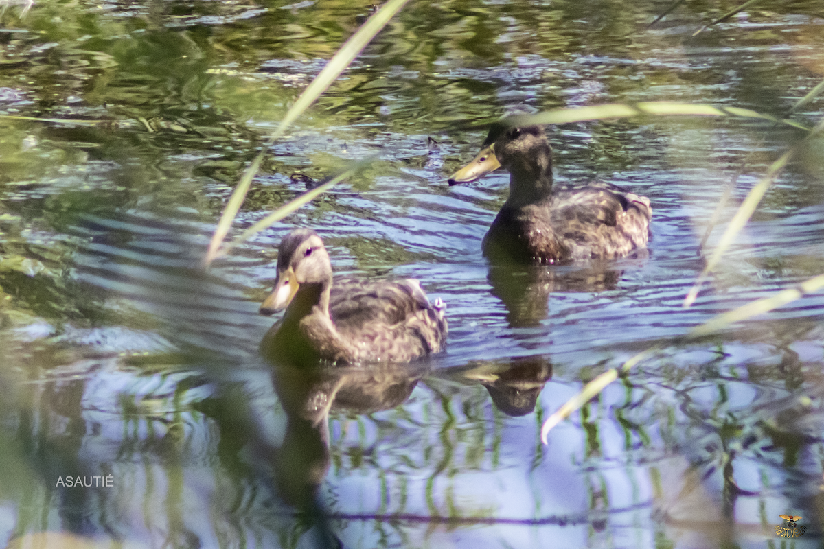 綠頭鴨 - ML639247252