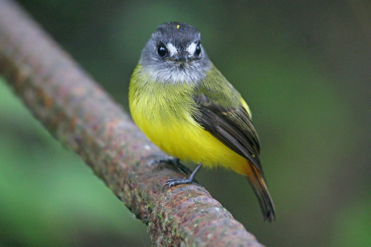 Ornate Flycatcher - ML639247255