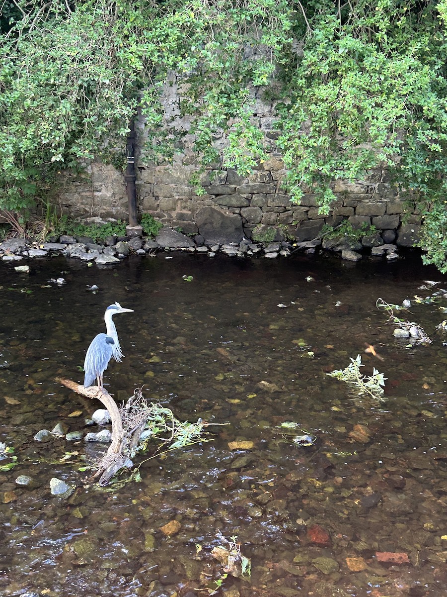 volavka popelavá - ML639247327