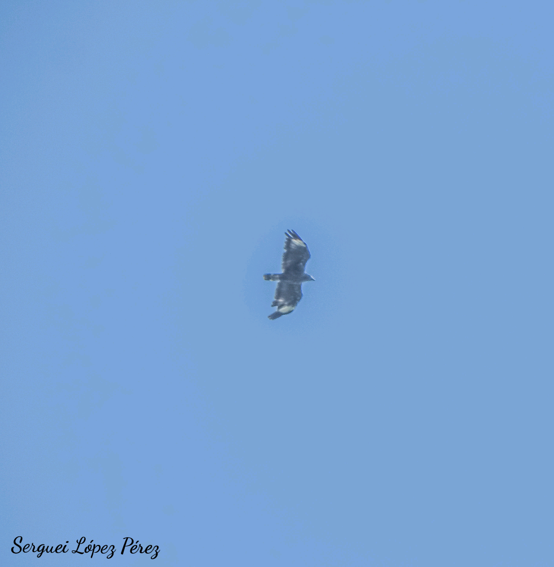Cuban Black Hawk - ML639247368