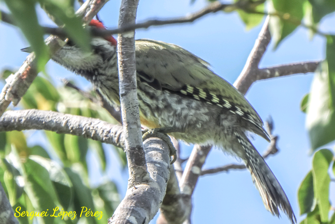 Cuban Green Woodpecker - ML639247372