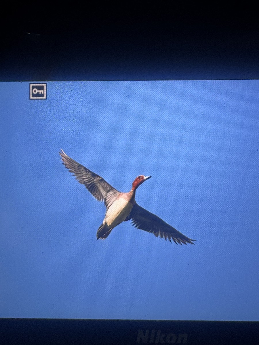 Eurasian Wigeon - ML639247440