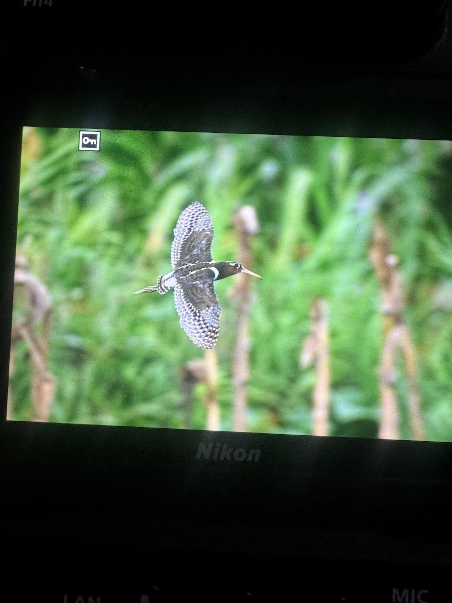 Greater Painted-Snipe - ML639247452
