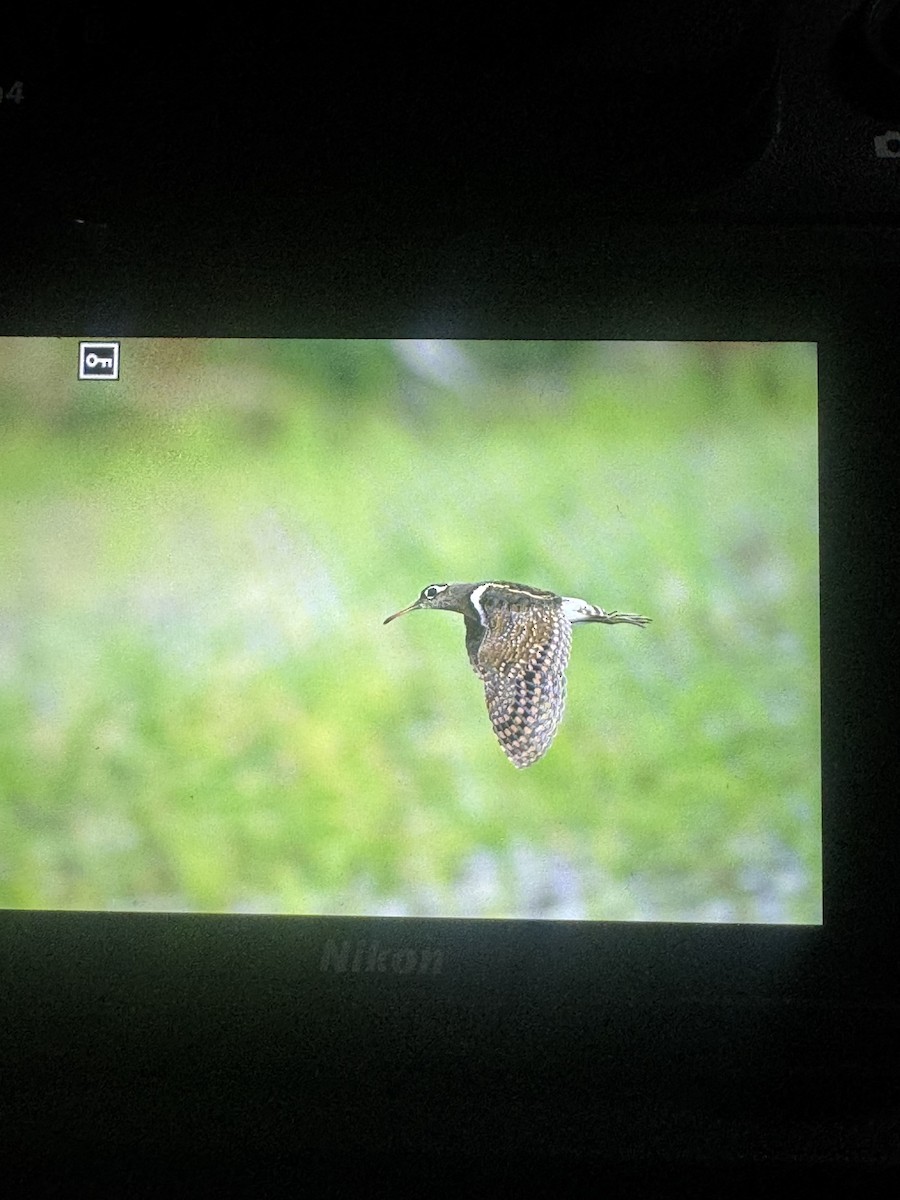 Greater Painted-Snipe - ML639247453