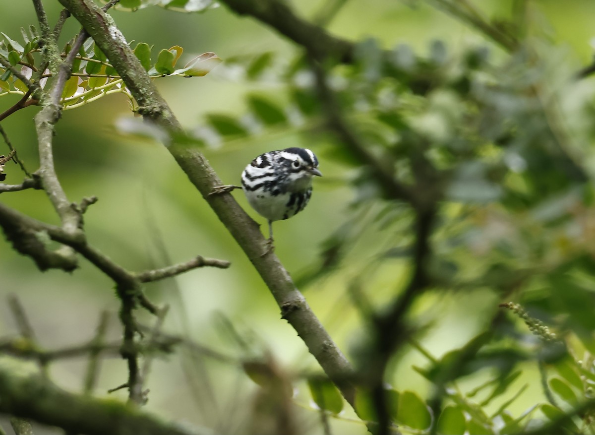 Black-and-white Warbler - ML639247507