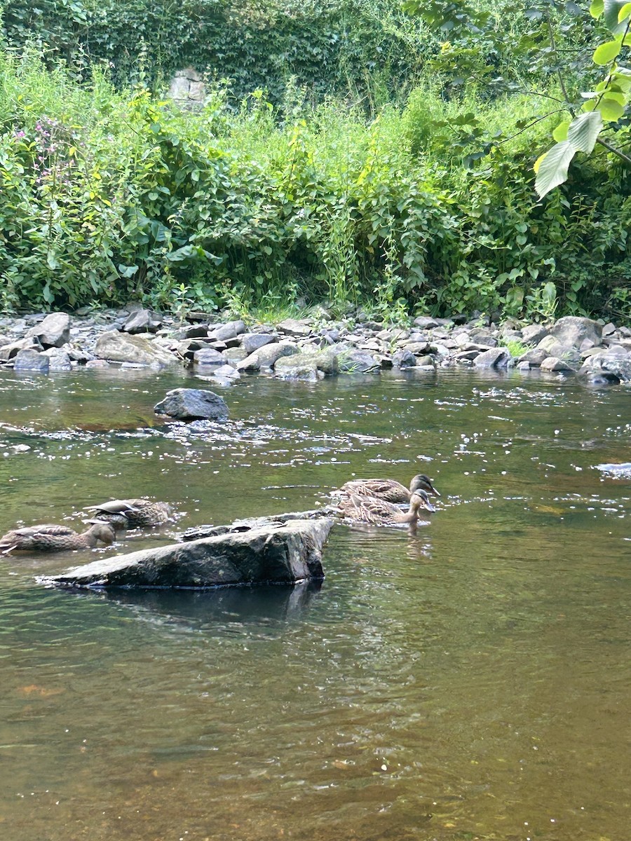 kachna divoká - ML639247530