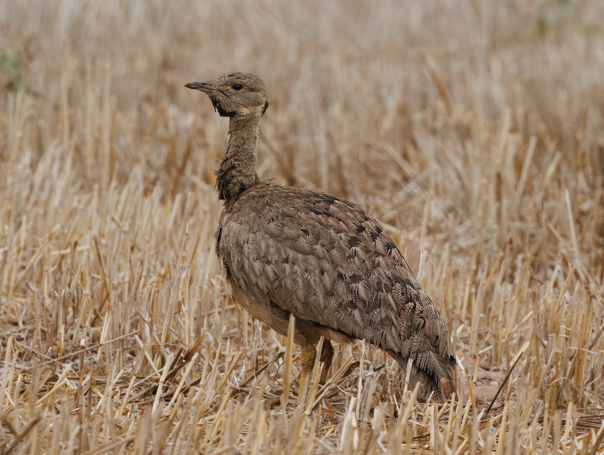 Karoo Bustard - ML639247566