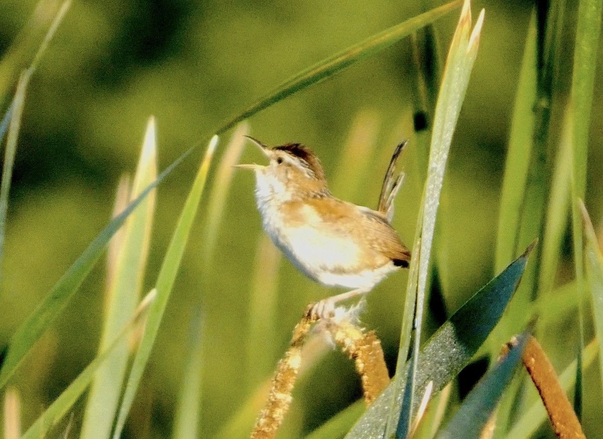 Marsh Wren - ML639247576