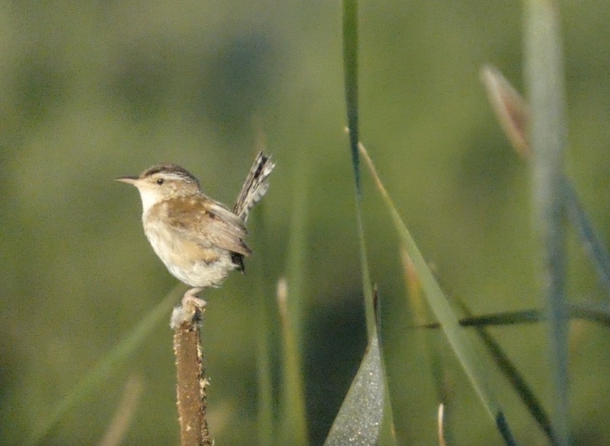 Marsh Wren - ML639247597