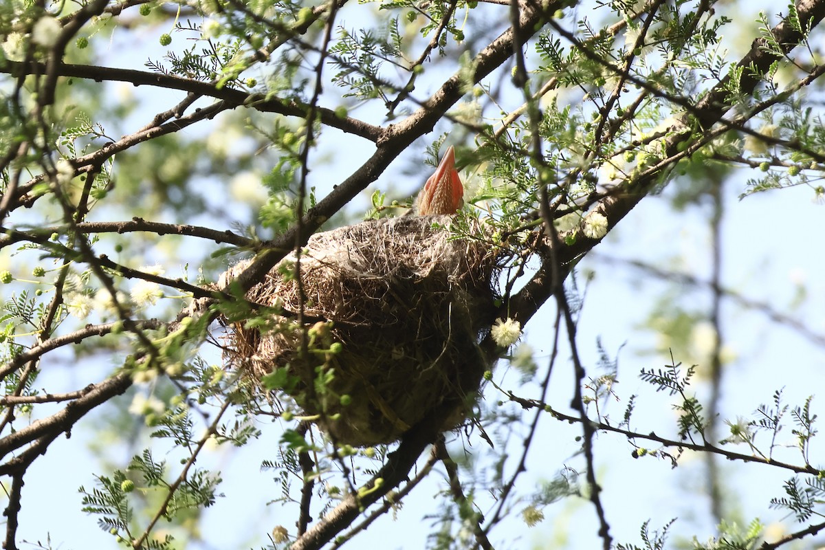 Indian Golden Oriole - ML639247618