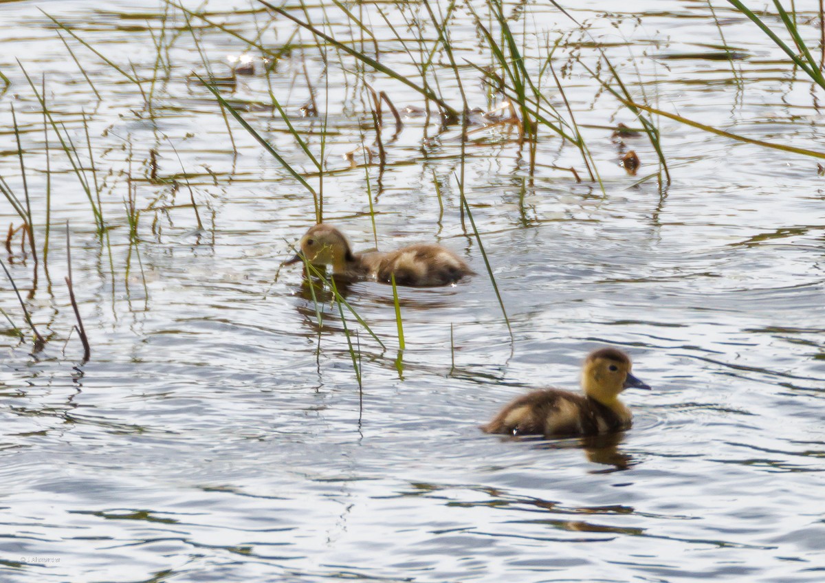 Ring-necked Duck - ML639247720