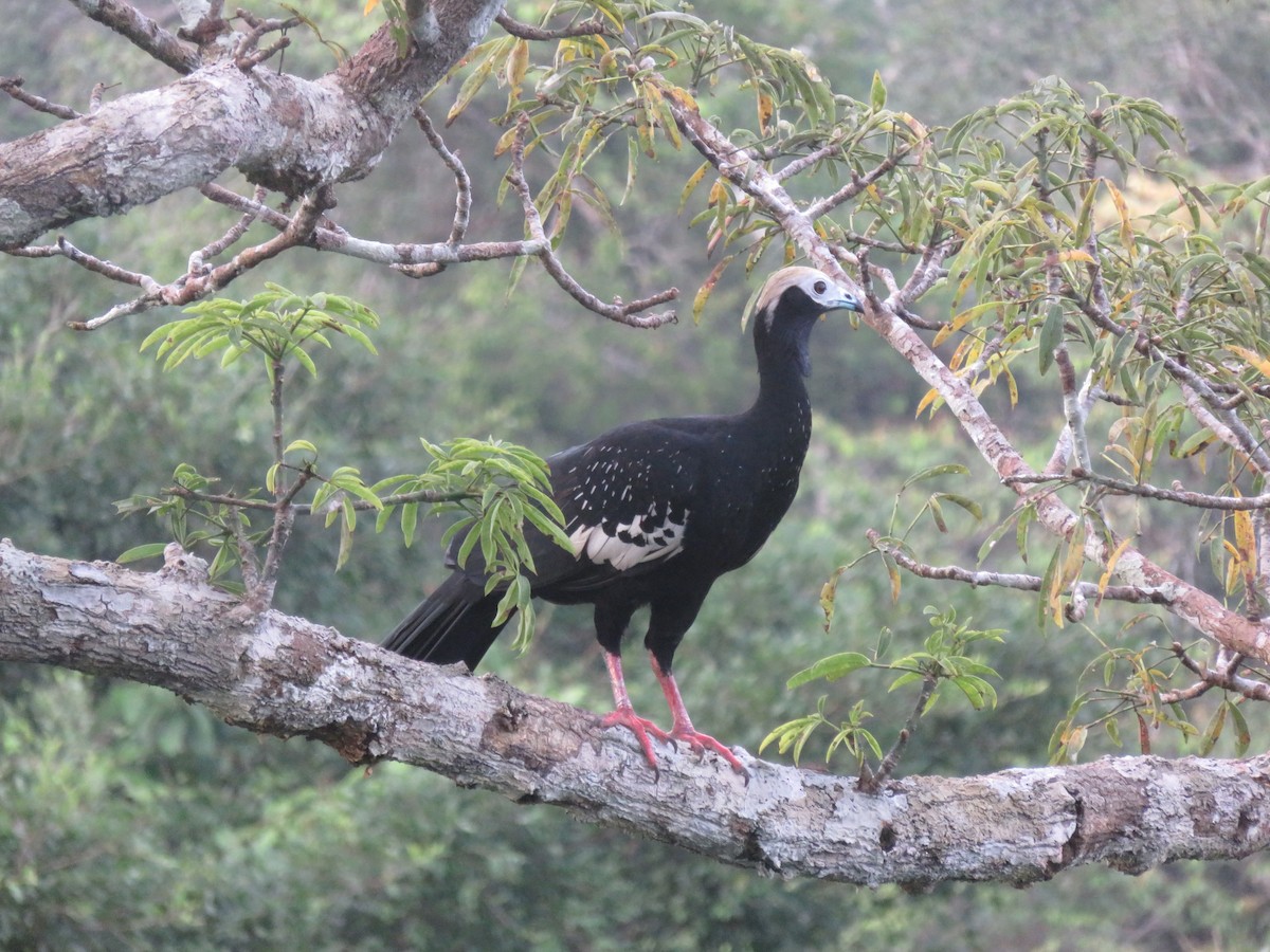 Blue-throated Piping-Guan - ML639247752