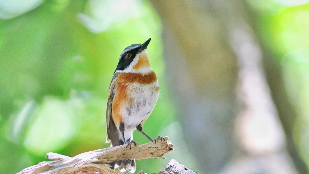 Cape Batis (Cape) - ML639247868