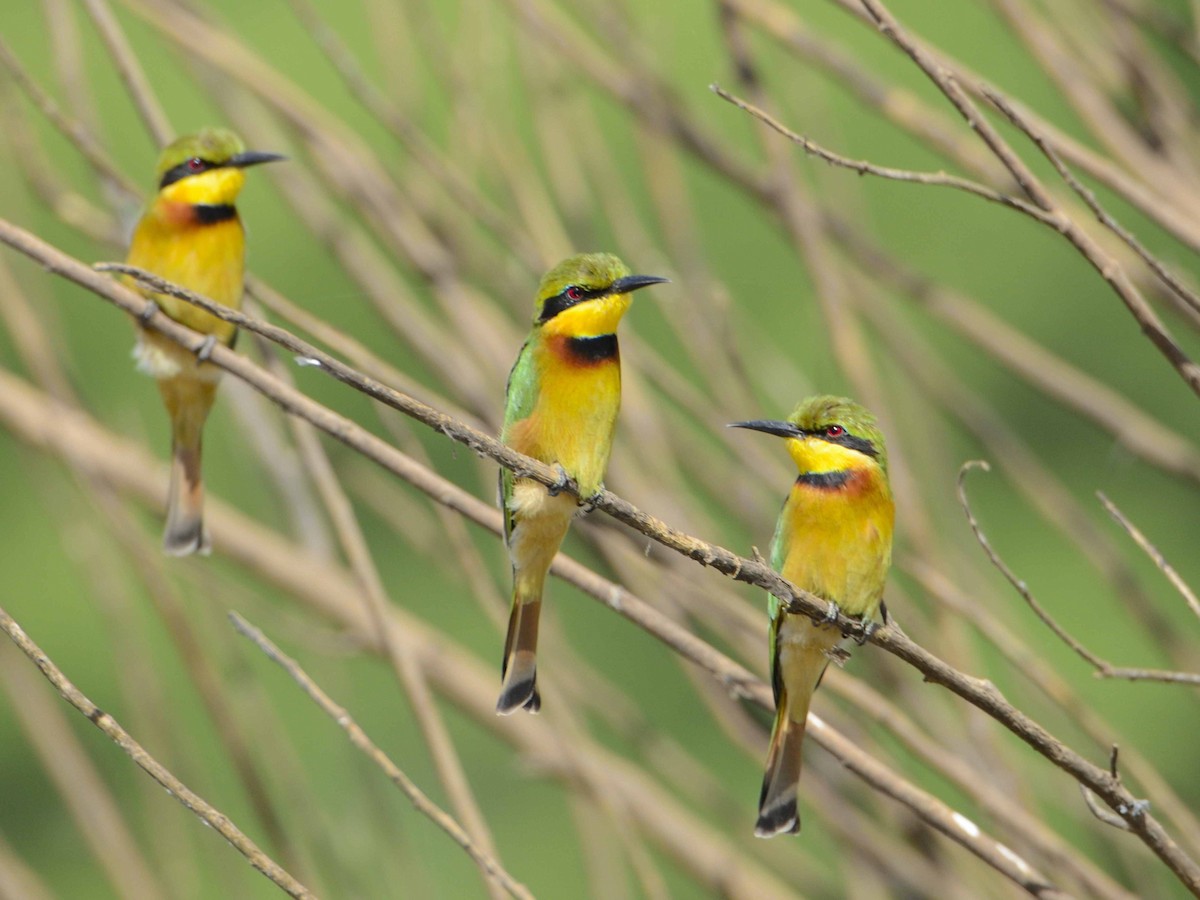 Little Bee-eater - ML639247893