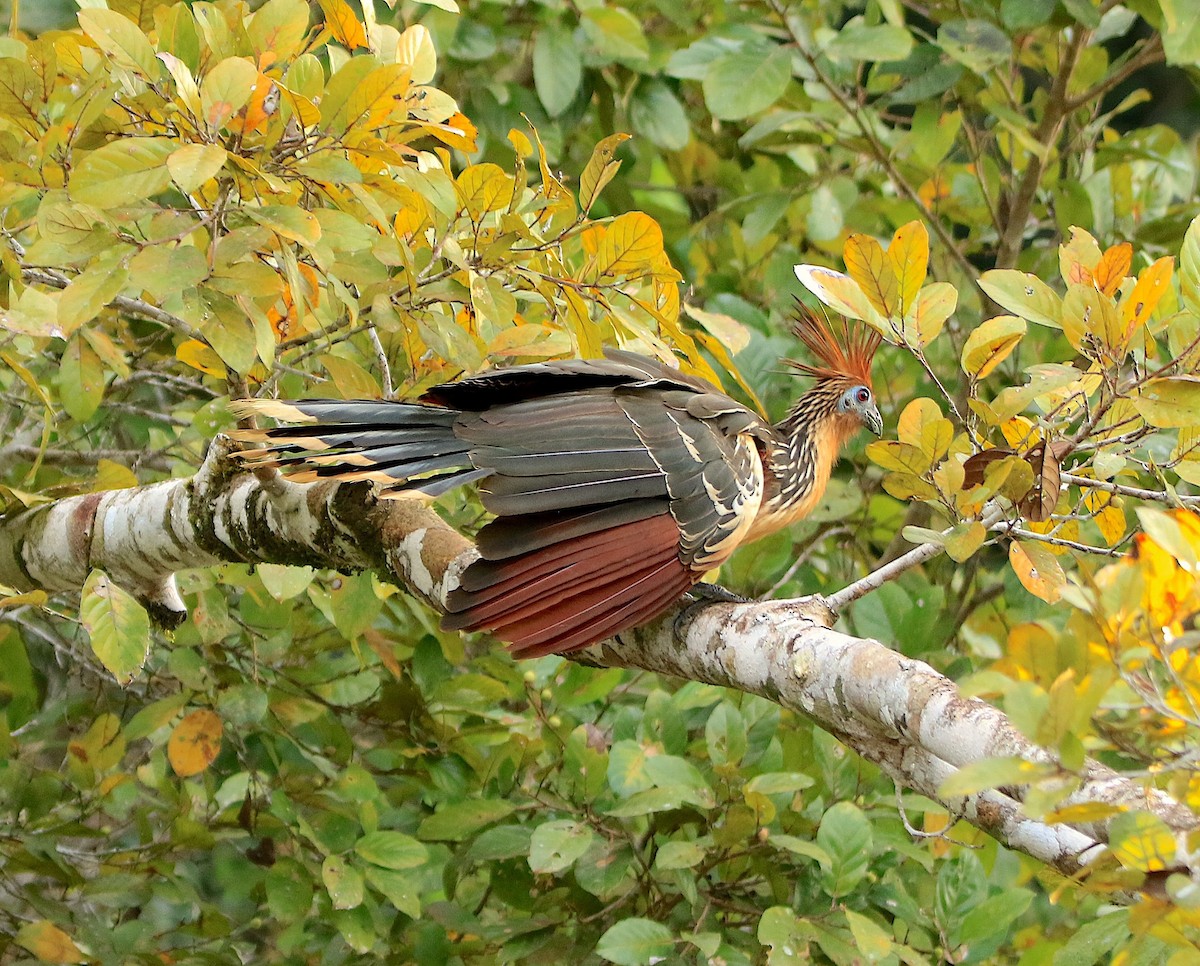 Гоацин - ML639247940